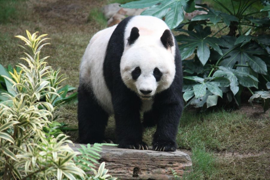 These researchers help pandas in captivity 