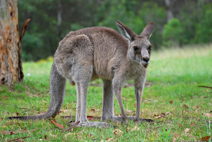 Kangaroos have the lifespan of 8 to 12 years