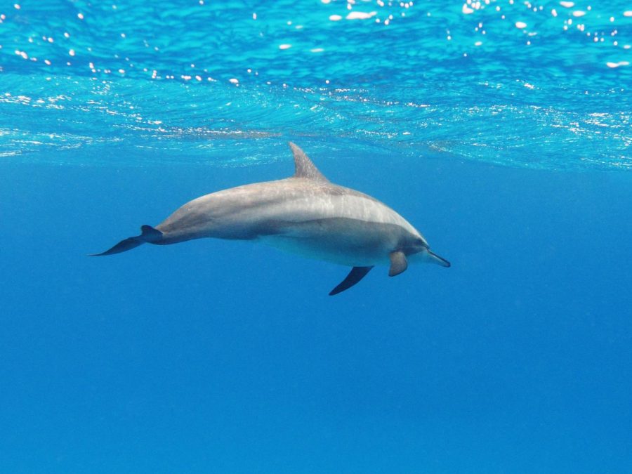 Dolphins+are+one+of+the+many+underwater+mammals.