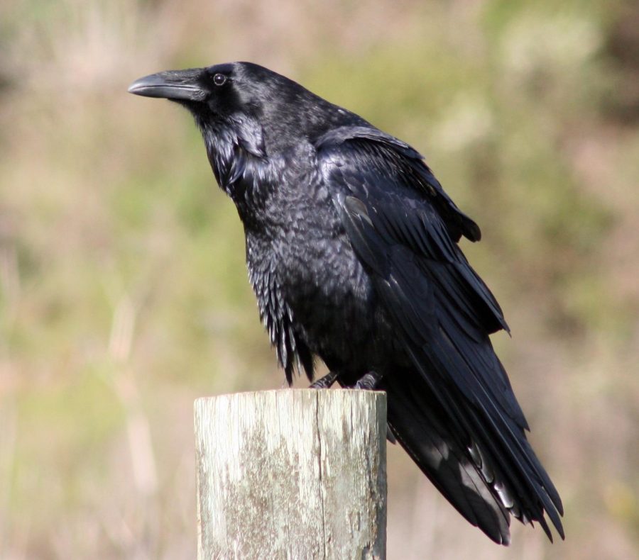 Ravens can live up to 10-15 years
