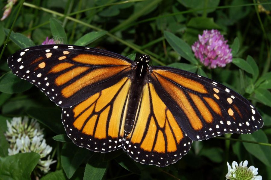 Butterflies have a life span of 12 months