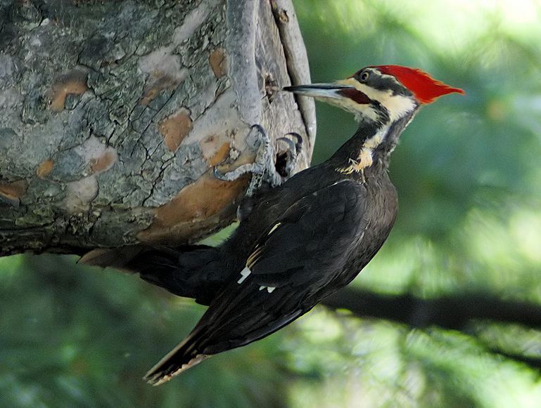 Woodpeckers beaks can hit into almost every tree