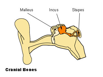 The stapes bone is located in the middle ear