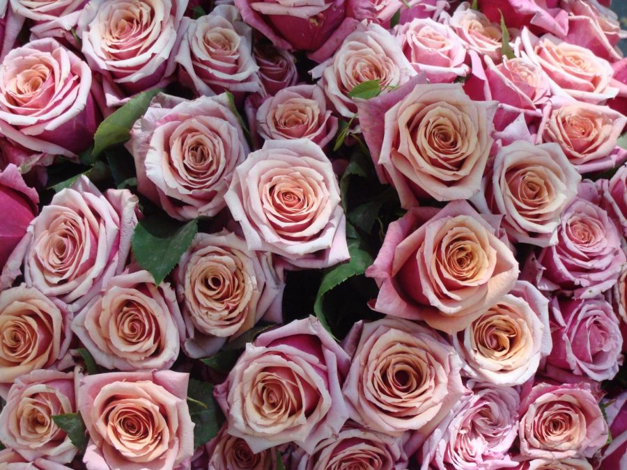 Roses are one of the most common gifts to receive on Valentines Day. Normally, red roses are the typical gift, however pink and white roses are also given. 