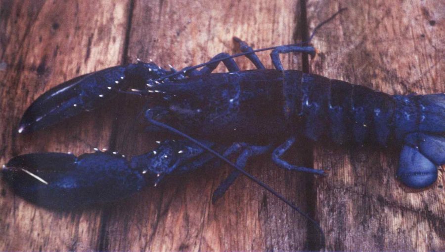 Pictured above is a blue lobster, which may seem like something out of a movie. However, it is completely real, but rare as ever. 