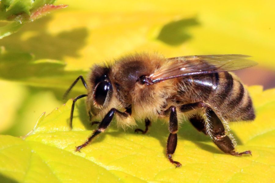 Pictured is a lone honey bee. When feeling threatened, they wont hesitate to sting other bees. 