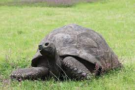 Pictured above is Jonathan the tortoise at Plantation House in St. Helena. The governor of St. Helena lives in the Plantation House. 