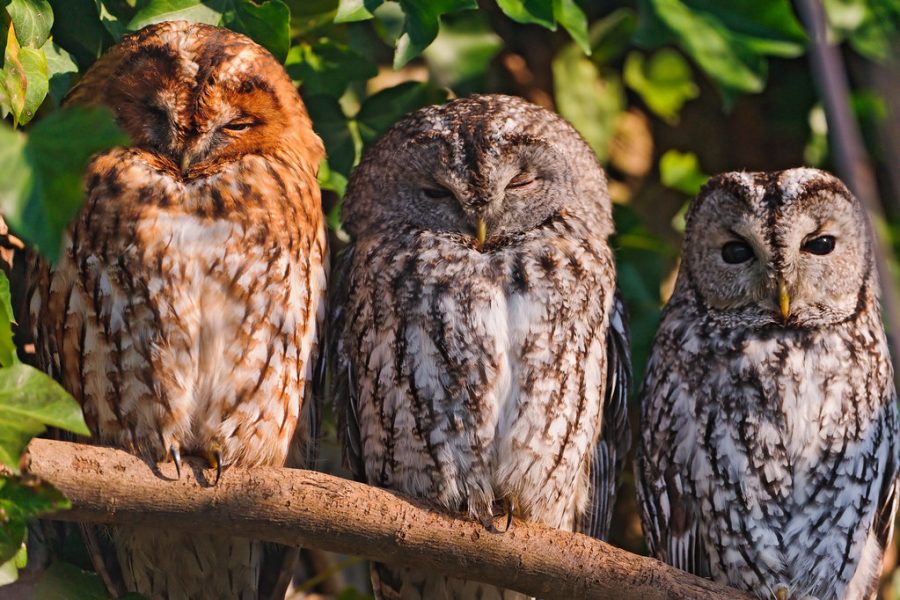 Pictured is a small group of owls resting on a tree  branch. They seemed to focused on something.