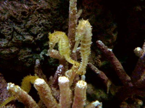 Pictured are two seahorses holding tales. This is signaling that they are mates. 