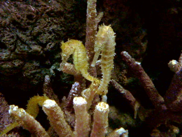 Pictured are two seahorses 'holding' tales. This is signaling that they are mates. 