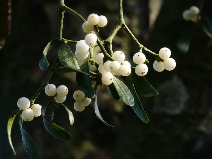 Pictured is mistletoe, which is a common decoration around Christmas time. This particular plant has white berries. 