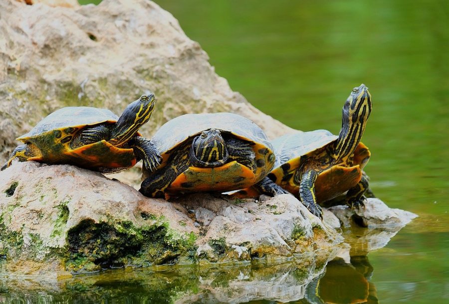 Pictured is a trio of turtles at the edge of a a river. You can find out their gender based on their noises. 