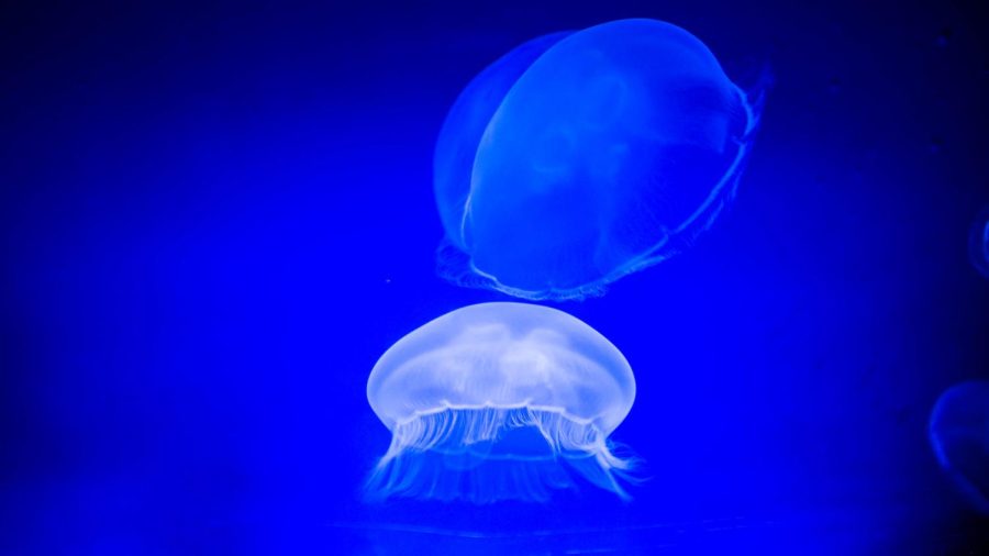 Pictured are fluorescent jellyfish in the ocean. Members of this species have been on Earth for hundreds of millions of years. 