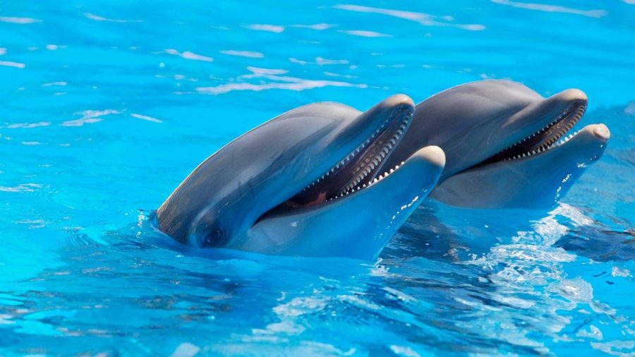 Pictured are dolphins swimming while theyre awake. When theyre asleep, their brains are only partially asleep. 