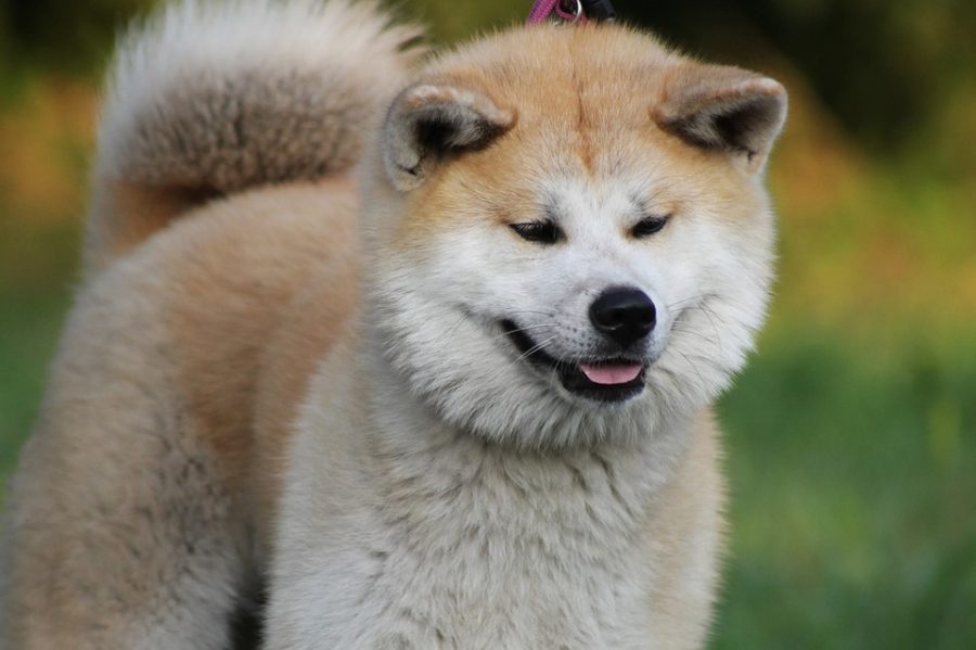 Pictured is an Akita dog, originating from the snowy  and mountainous regions of Japan. They are also known as Akita Inu. 