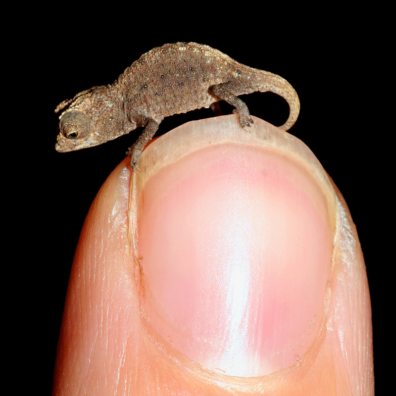 Pictured is the worlds smallest reptile. Its about the same size of a fingernail. 
