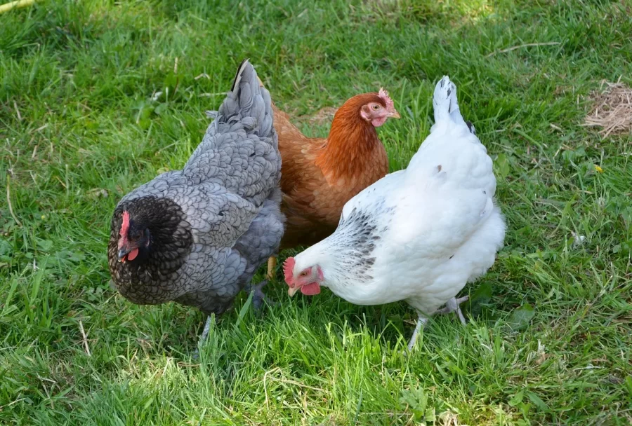 Pictured are hens, which are female chickens. They lay eggs daily to reproduce.