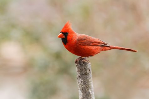 Pictured is the Northern cardinal. Its the most popular state bird in over five states.