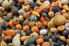 Pictured are various squash, pumpkins and gourds. They all belong to the same species from Mexico.