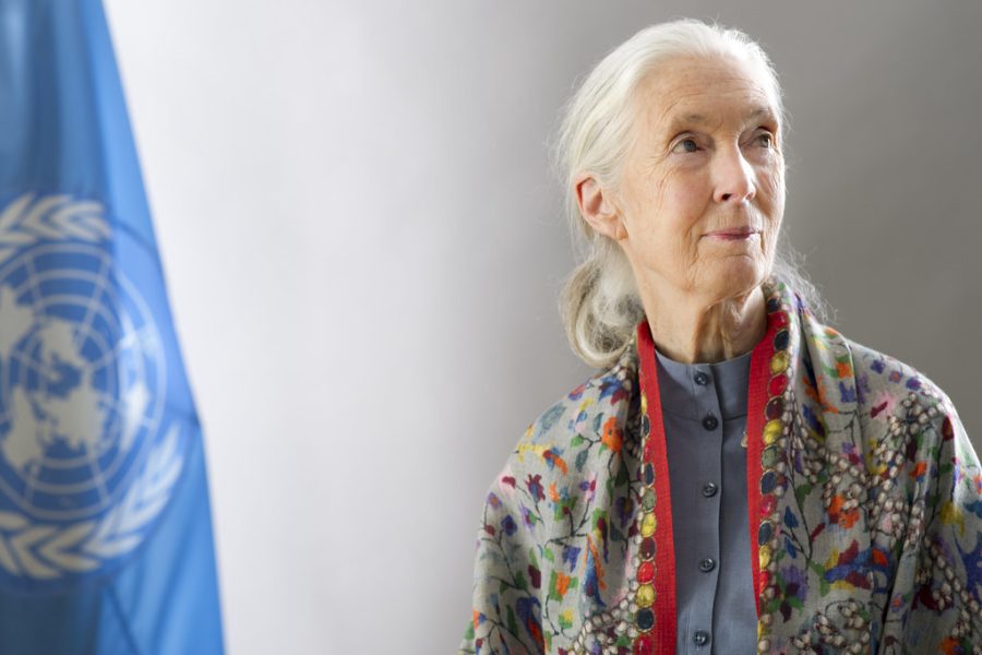 After 60 years of studying chimpanzees, Jane Goodall dedicated her life to conservation and protection of chimpanzees.  She is the founder of the Jane Goodall Institute and the Roots & Shoots program and an accomplished publishing author. 
