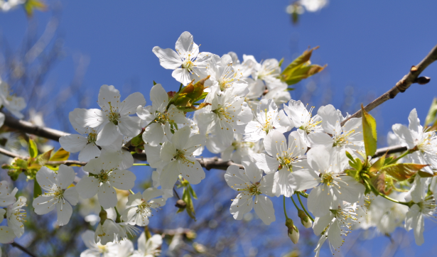 Pictured are beautiful flowers that can be seen decorating trees during the spring season.