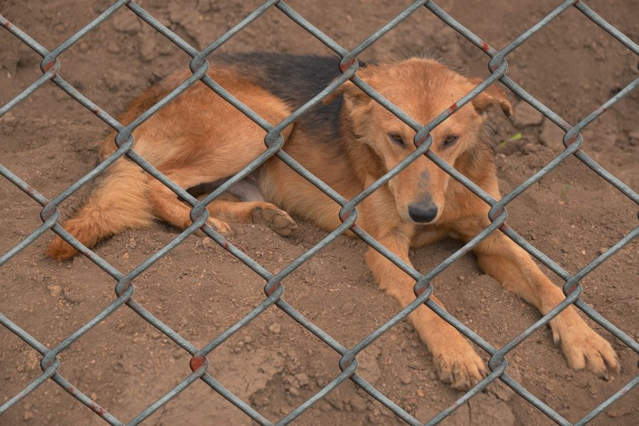 In+California%2C+about+100%2C000+pets+are+put+down+in+animal+shelters+due+to+no+space+caused+by+overpopulation.+In+America%2C+about+6.3+million+pets+are+brought+to+animal+shelters+a+year+and+only+about+4.1+million+are+adopted.++