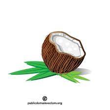 Definition: the large, oval, brown seed of a tropical palm, consisting of a hard shell lined with edible white flesh and containing a clear liquid. It grows inside a wood husk, surrounded by fiber. 