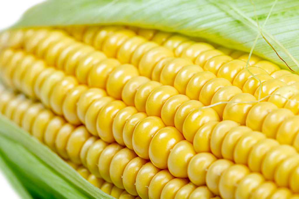 Definition: a North American cereal plant that yields large grains, or kernels, set in rows on a cob. Its many varieties yield numerous products, highly valued for both human and livestock consumption. 