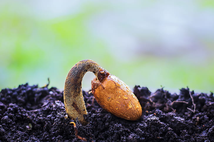 A durian ripe seed, a tropical plant that has yet to grow.