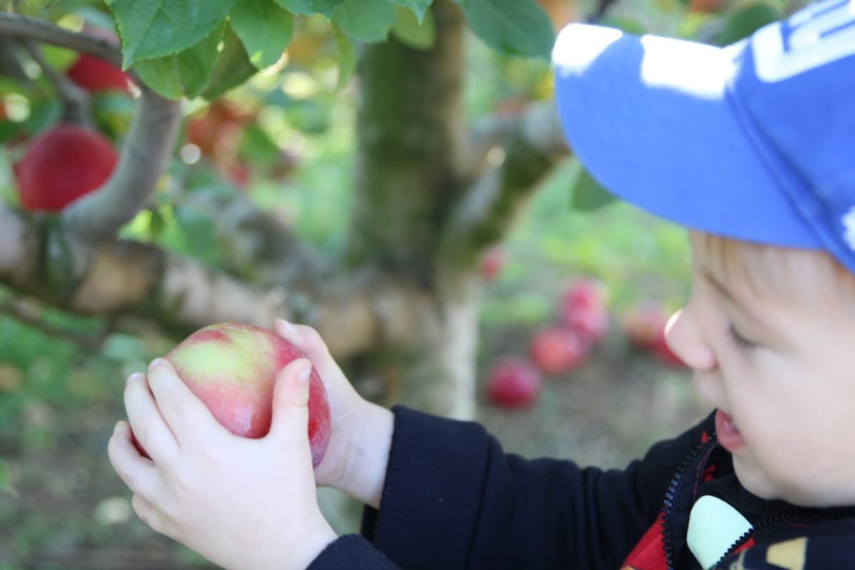 Picking apples, 4-year-old William Allen looks for imperfections before placing them in a bucket. Battleview Orchards has 4 different varieties of apples to pick from. 