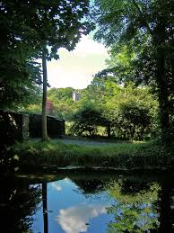 A photo that captured the scenery of an Irish Glade.