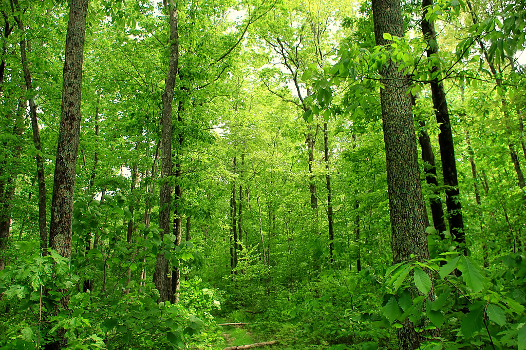 "Don't rake leaves from beneath all your deciduous trees."
