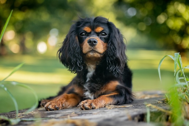 "They also added the word cavalier to the breed's name."
