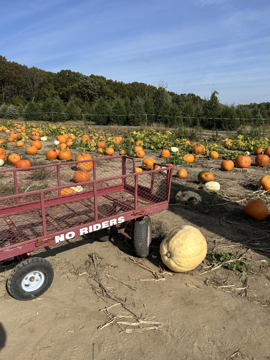 Harvest season in full swing, pumpkins of every shape and size await at a local patch, ready to be picked and carted home for fall festivities.