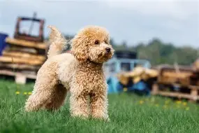 Miniature poodles: friendly, playful, and hypoallergenic.