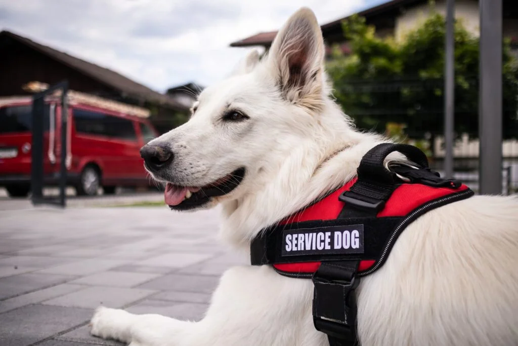 Service dogs undergo extensive training to perform tasks that directly mitigate their handler’s disability, such as detecting seizures or retrieving dropped items. They are protected under laws like the Americans with Disabilities Act, allowing them to accompany their handlers in most public places where pets are not allowed.